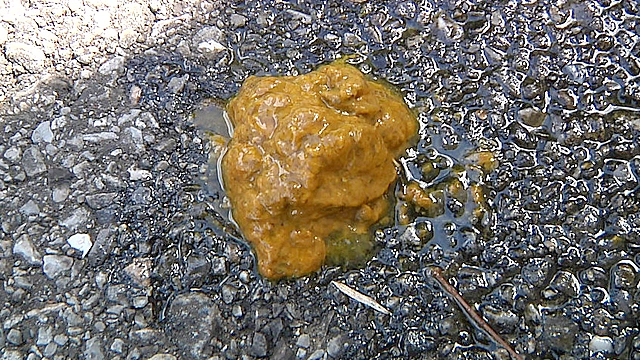 脱糞○撮02 海の家の裏で我慢しきれず脱糞 3名