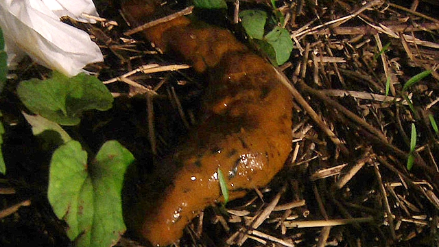 脱糞○撮01 海の家の裏で我慢しきれず脱糞 3名