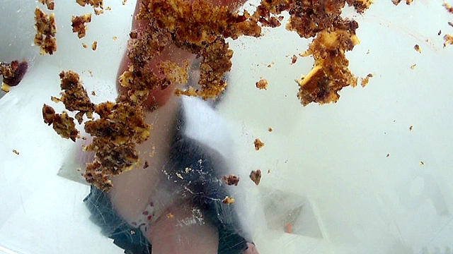 大量のどら焼きを楽しそうに踏む受験生のお嬢様