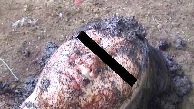 Cow shit Vol.01