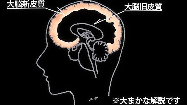 脳が映像と戯れるビデオ Trans induction movie 藤木紗英