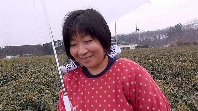 狭山の茶畑でお茶を摘むお母さん