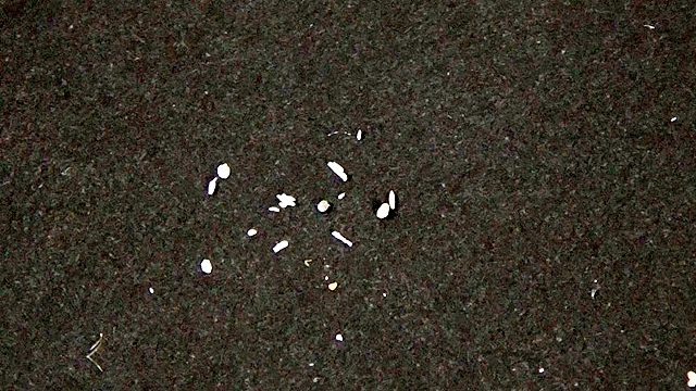 【足のにおい】 歯科助手・生臭い魚