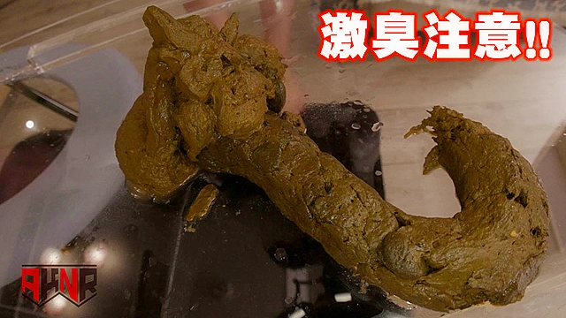 今日たくさんウンチでるかな…