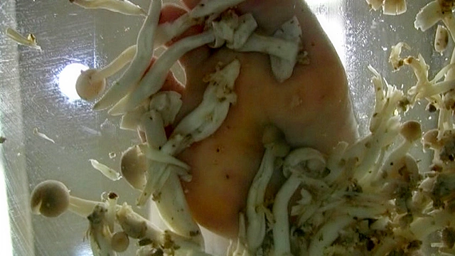 生足クラッシュ5