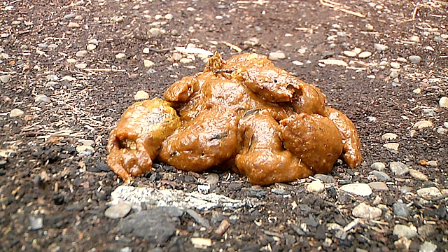 脱糞○撮03 海の家の裏で我慢しきれず脱糞 3名