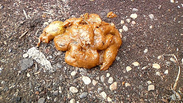 脱糞○撮03 海の家の裏で我慢しきれず脱糞 3名